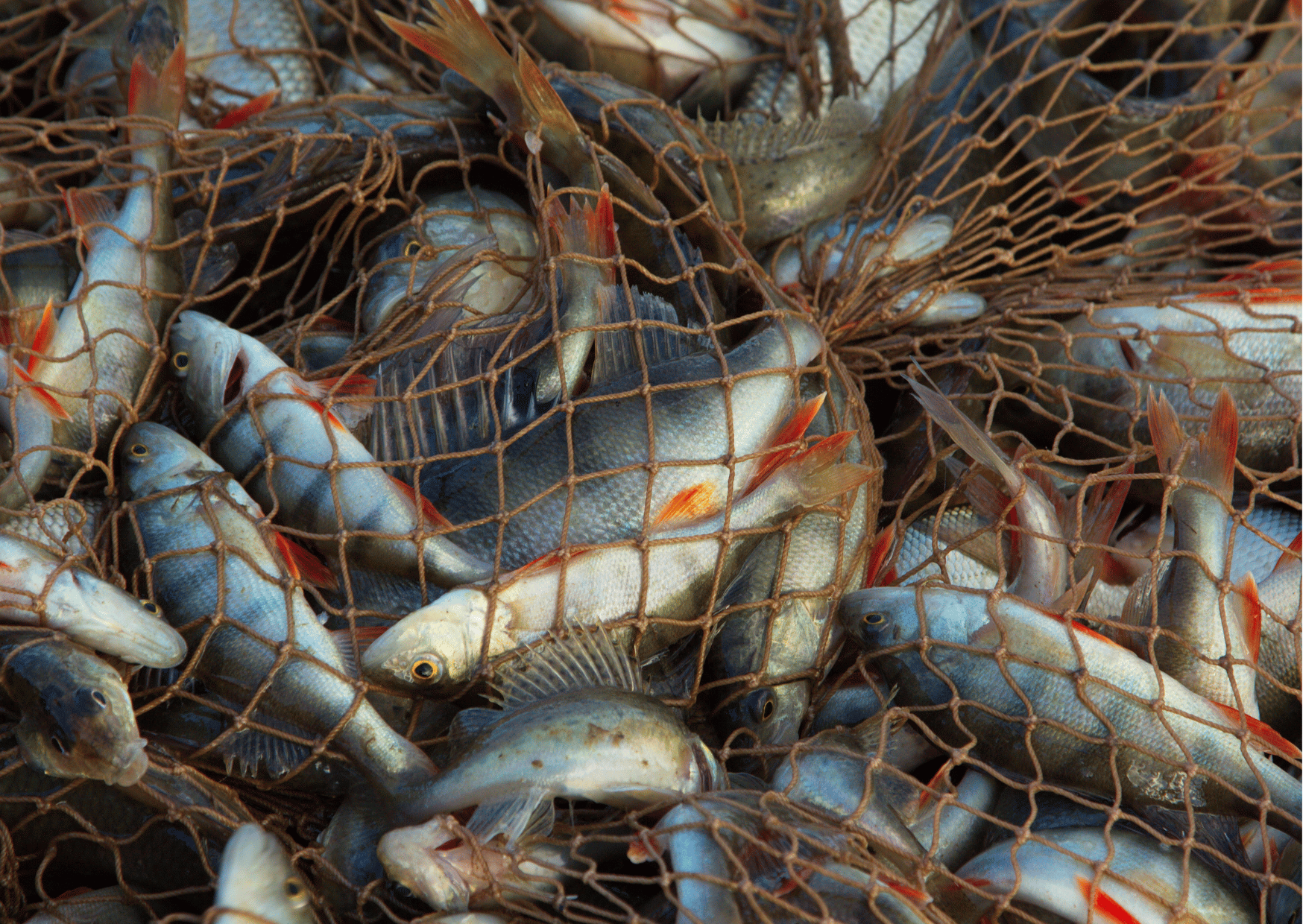 OPINIÓN ABOGADA GENERA DE LA UE SOBRE LOS ACUERDOS DE PESCA Y AGRICULTURA CON MARRUECOS